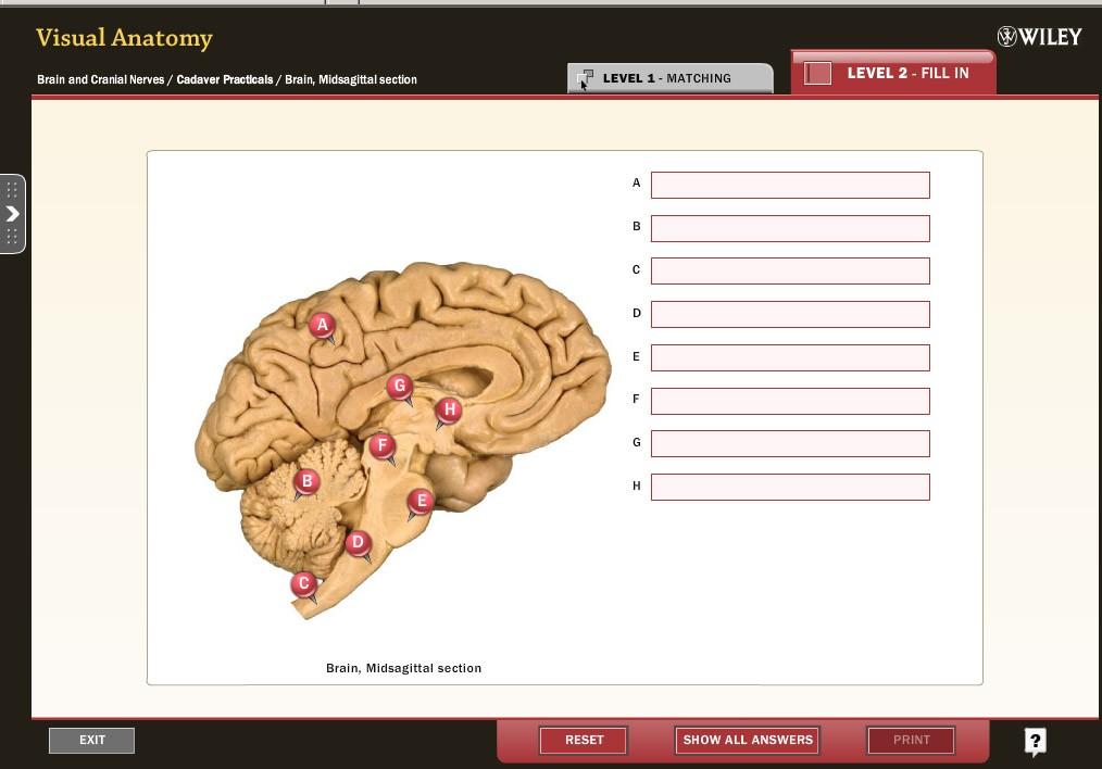 Activity 3: Visual Anatomy Navigation: WileyPlus > Read, Study, and Practice > Lab Exercise 20.