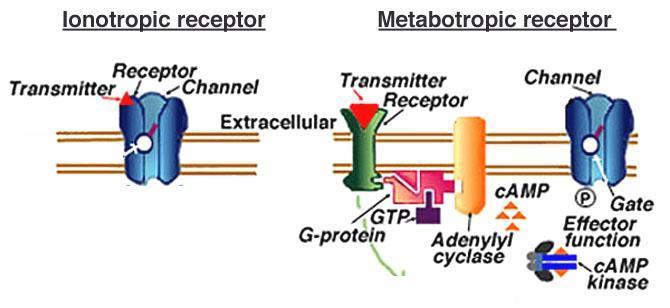 Figure 8: Comparison of ionotropic and metabotropic receptors.