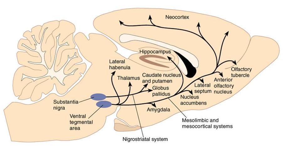 this region terminate in all regions of the basal ganglia. The primary function of these structures involves voluntary movement, particularly the initiation of movement.