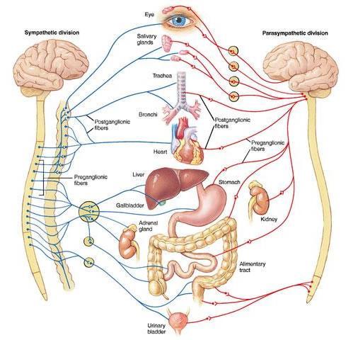 The Organization and Structure of the Nervous System and Brain Figure 21: Central and Peripheral Nervous Systems Our nervous system is separated into two distinct components; the central nervous