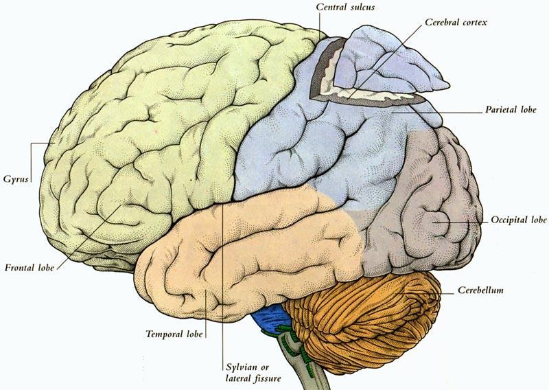 Figure 22: Cortex with major fissures and gyri and lobes Identified Cerebral Cortex The cerebral cortex consists of the thin outer layer of the brain.