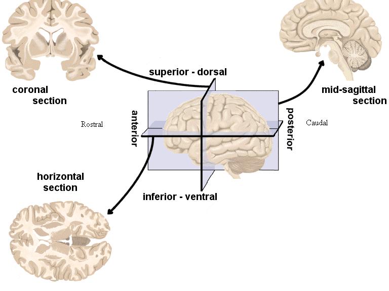 Figure 24: Sections of the human brain from different anatomical perspectives. Each of these views reveals the relative positions of various structures within the brain.