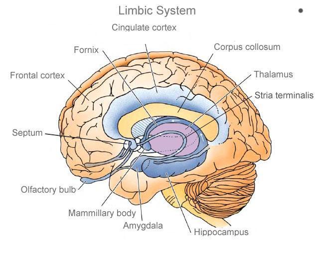 Figure 26: Limbic Structures revealed from a sagital section of the brain.