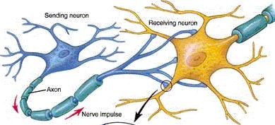 Psychoactive drugs work by effecting the way neurons