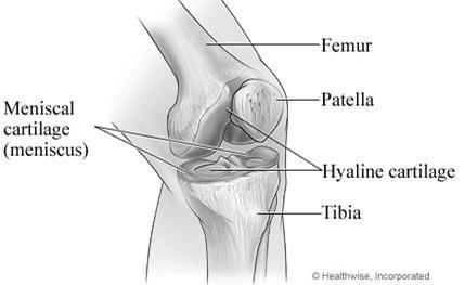 The knee joint Works like a door hinge Femur (thigh bone) meets tibia and fibula (lower leg bones) Connected with ligaments that act like rubber bands allowing movement and