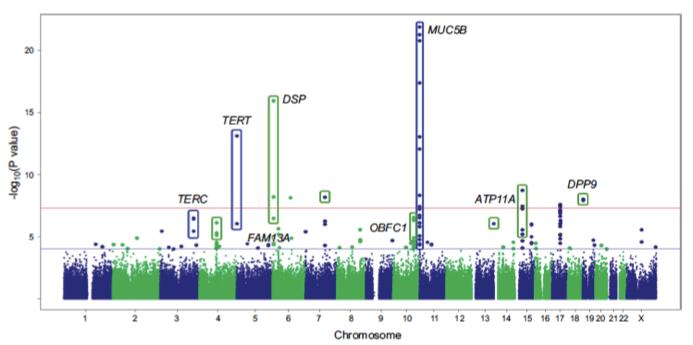 GWAS identified 7 novel targets for idiopathic interstitial pneumonia 1914 fibrotic IIP, 298 excluded as genetic outlier or missing >2% genotypes across SNPs 4683 controls Compared