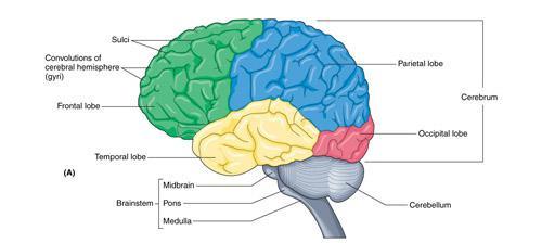 Functions of the central nervous system: Brain How do you use your