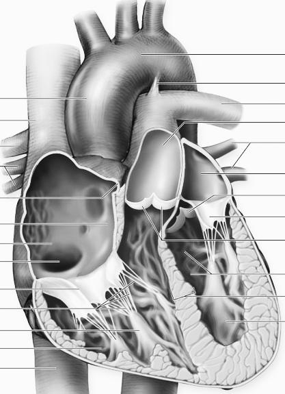 23. Explain the diagram in the last question. 24. Why is there excess tissue fluid, and what happens to it? 10.3 The Human Heart pages 307-311 25. Distinguish between the a. myocardium : b.