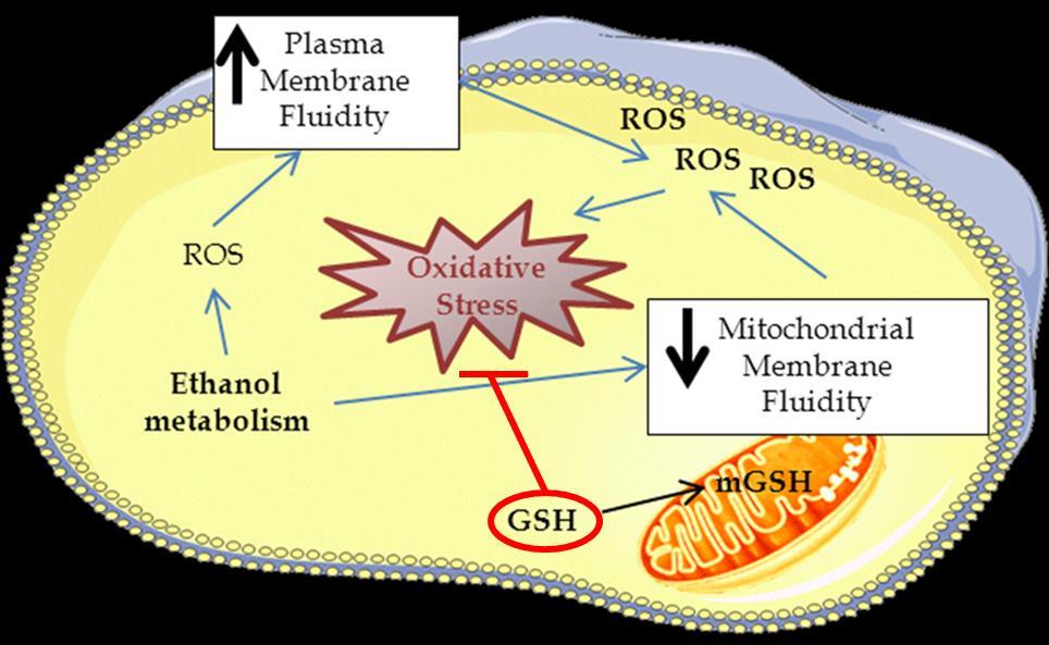 The Anti-Oxidant Role of Glutathione (GSH) in AH GSH protects cells against ROS Ethanol