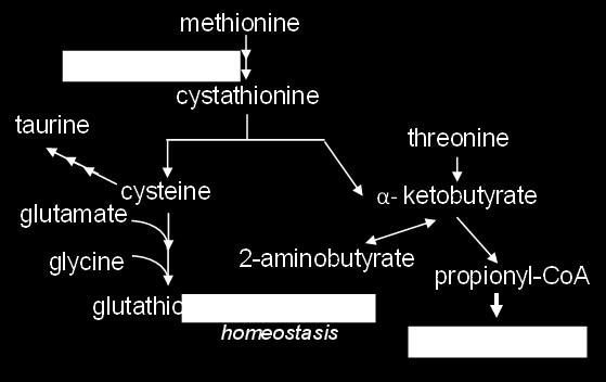 increased glutathione synthesis GSH is not