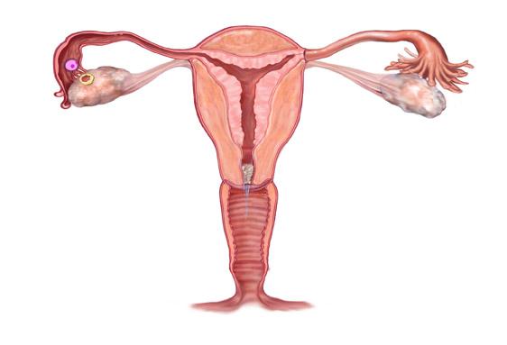 The egg will live for up to 24 hours. During these 3 days past the peak the plug of mucus reforms in the cervix.