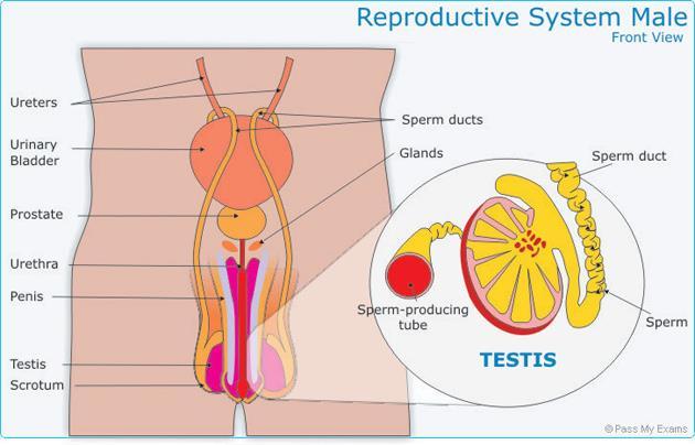 Colegio de San Francisco de Paula Curso 2015-16 The male reproductive system has two functions: to manufacture the male gametes to deliver them to the site of fertilisation (in text reference)