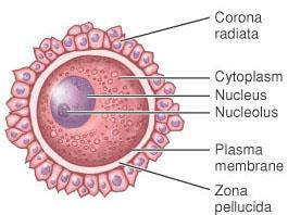 Colegio de San Francisco de Paula Curso 2015-16 A sperm cell has three main parts: the head, the body and the tail.