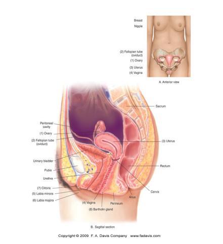 Female Reproductive System Separated into internal & external organs of reproduction.