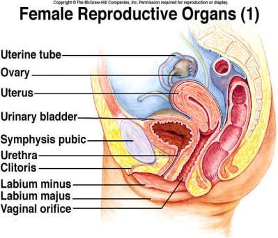 Internal Genitalia Mostly within pelvic cavity Ovaries Primary reproductive organ of female Functions Exocrine Produces gametes