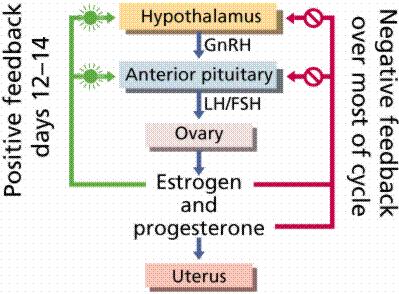Transport Serve the needs of the reproductive cells and fetus Estrogens & Progesterone Provide certain influences at critical