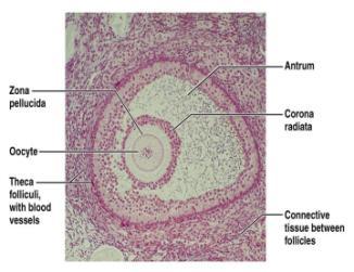 Ovarian Follicle Ovarian Follicles Many tiny sac like structures Embedded in the ovarian cortex Each