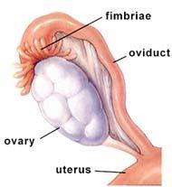 Female Duct System Uterine tube or Fallopian Tubes (Oviducts) Extend from uterus on each side Functions Receives the ovulated oocyte Provides a safe site where fertilization can occur Fallopian