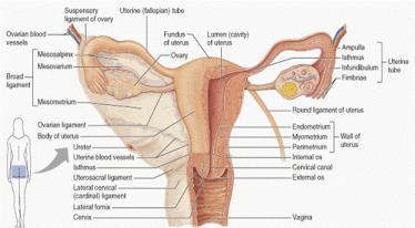 fluid Act to carry the ovum into the uterine tube Uterus
