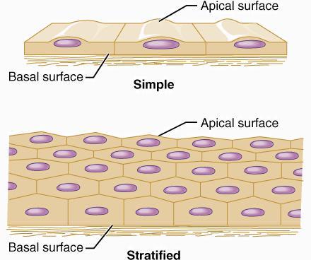 How to classify epithelia 1- Number of cell layers present