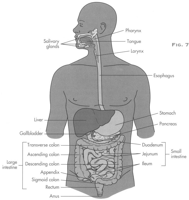 6. DIGESTIVE SYSTEM A. Parts of the Digestive System 7. Rectum Teeth 8. 3. Esophagus 9. Liver 4. 10. 5. Small intestine 1 Gallbladder 6.