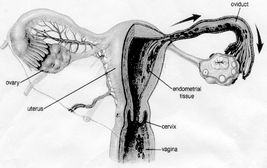 4. Prostate- A gland surrounding the neck of the bladder and releasing a fluid component of semen 5. Urethra: outlet for the urine and semen C.