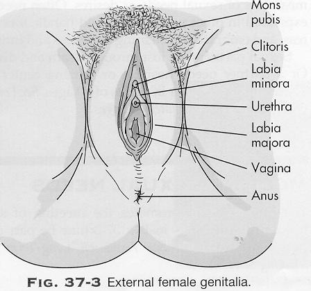 Vagina: the muscular tube leading from the external genitals to the cervix of the uterus in women 4. Uterus: is a hollow, muscular organ shaped like a pear 5.