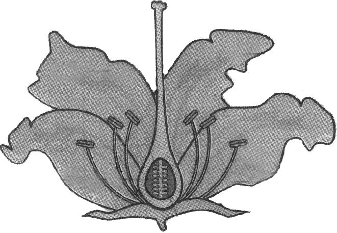 Stigma Carpel Style Petal Ovary Anther Filament Sepal Stamen In plants, flower is the functional unit concerned with sexual reproduction.