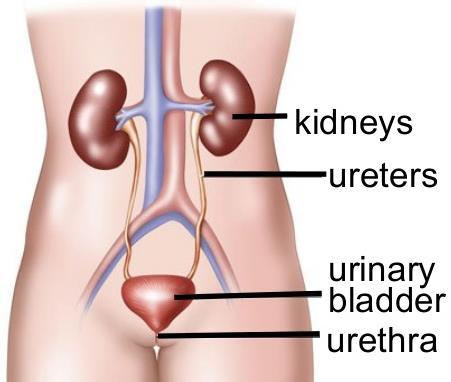Section 6: The Urinary System A) Organs of the Urinary system 1. Kidneys 2. Ureters 3. Bladder 4. Urethra 1.