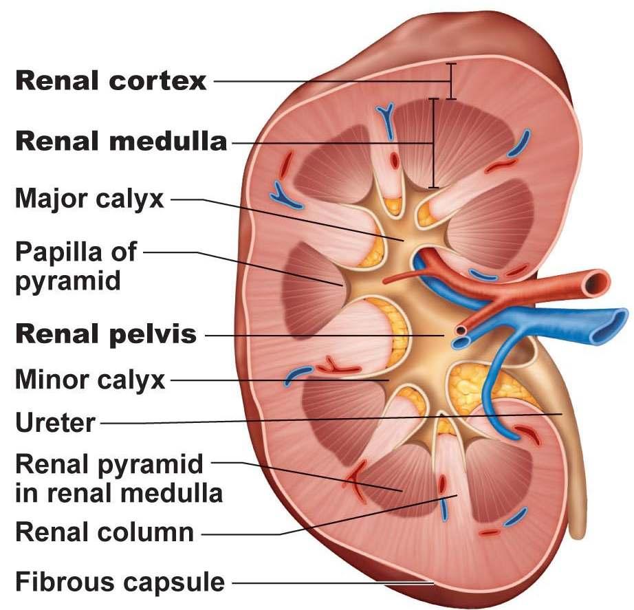 1) Diagram of a pyramid b. Renal columns: tissue that separate the pyramids 3. Renal pelvis: a funnel-shaped tube that collects urine a.