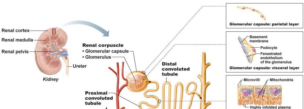 C. Blood and nerve supply: renal arteries deliver about 25% of total C.O. at any given time 1.