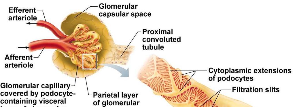 glomerular capsule a.