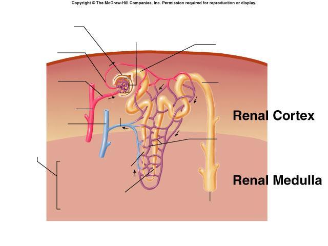Bowman s capsule Efferent arteriole Afferent arteriole Renal artery Renal vein Nephron Anatomy Glomerulus Proximal