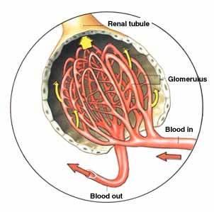 FILTRATION Following filtration, the FILTRATE enters the PROXIMAL TUBULE. The filtered blood leaves through the EFFERENT ARTERIOLES.