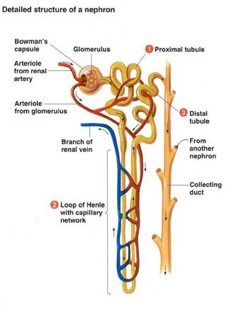 URINARY SYSTEM Small branches from the renal artery supply the nephron with blood these are called AFFERENT ARTERIOLES.