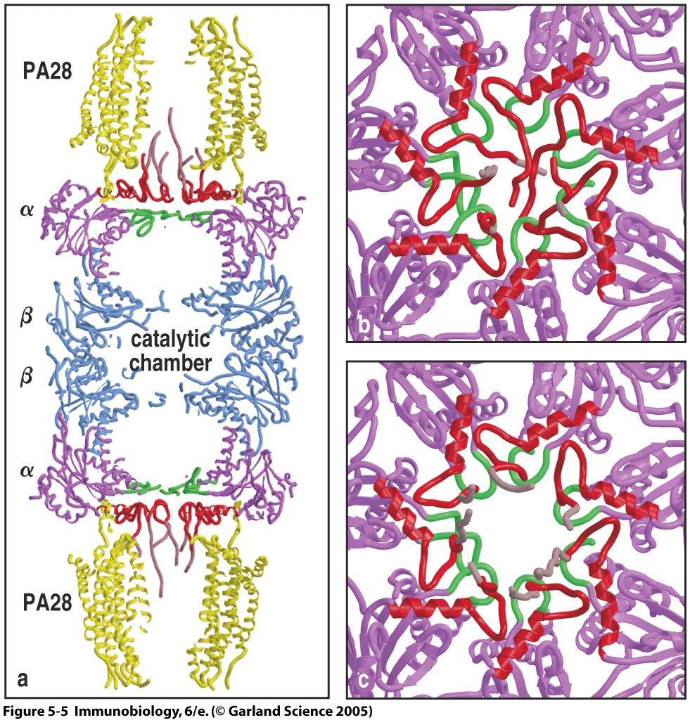 The PA28 proteasome binds to