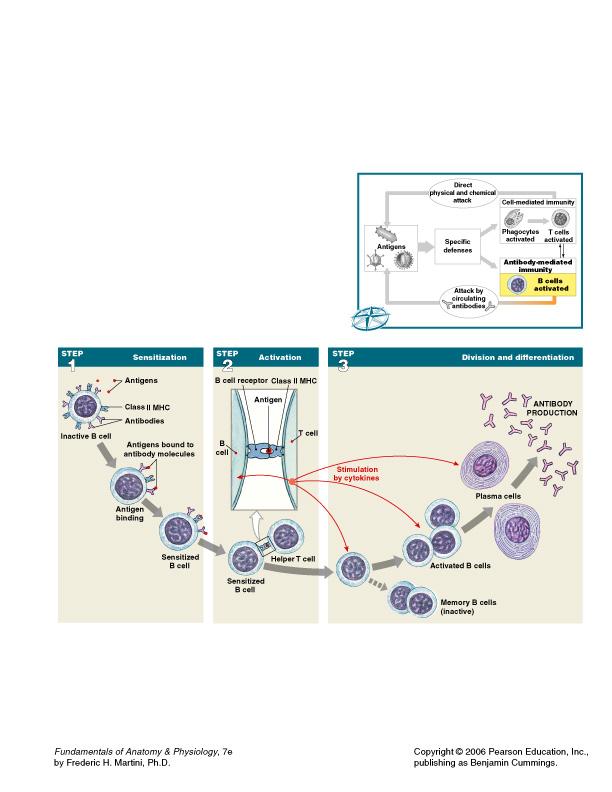 B Cell Sensitization During sensitization, antigens are taken into the B cell along with surface receptor (antibody), processed, and then reappear on surface, bound to Class II MHC protein Remember,