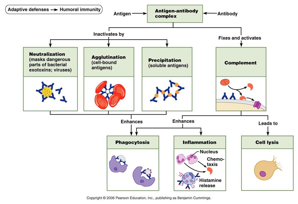 Mechanisms of Antibody Action Antibody Function - Summary Antibodies produced by active plasma cells bind to target antigen and: inhibit its activity destroy it remove it from solution promote its