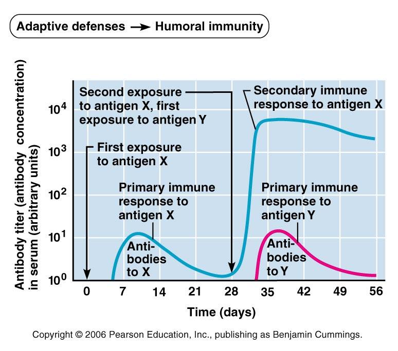 faster than IgG but is usually less effective Immunological Memory Secondary immune response re-exposure to the same antigen Sensitized memory cells respond within hours Antibody levels peak in 2 to