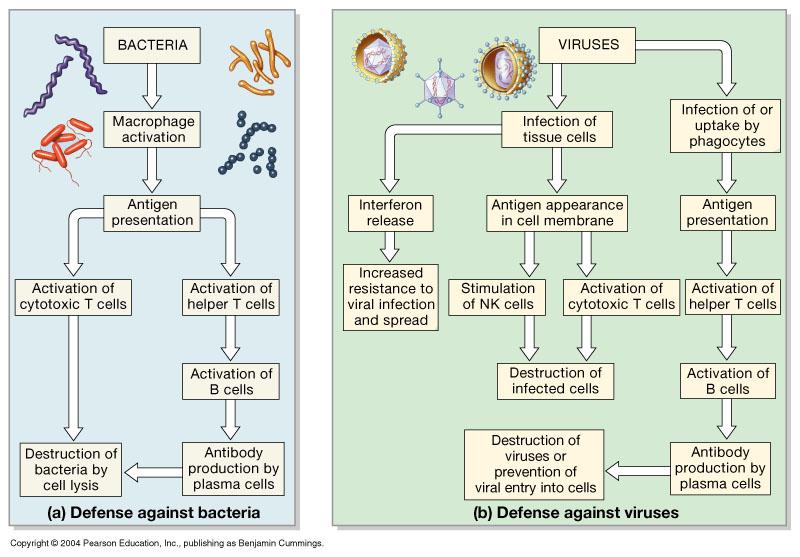 Response to Bacteria vs Viruses Viral vs.