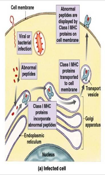 Class I MHC Proteins These MHCs pick up small peptides from inside the cell and carry them to the surface and present them to Tc cells T cells ignore normal peptides Abnormal peptides or viral