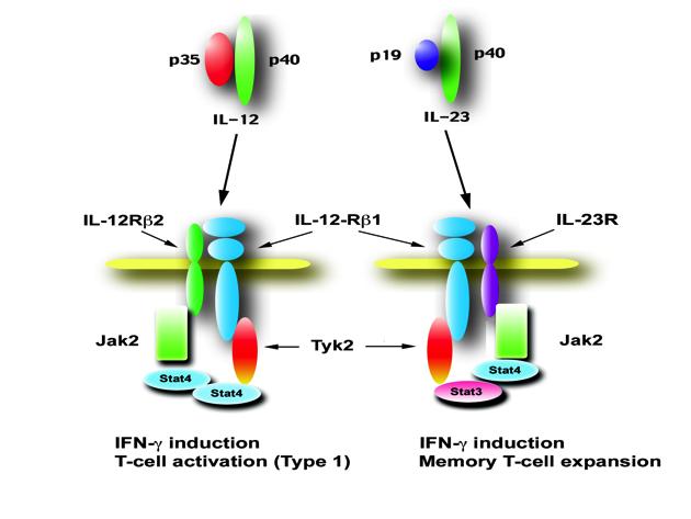 γ-interferon (Th1) Experiments in mice clearly show that IL-23
