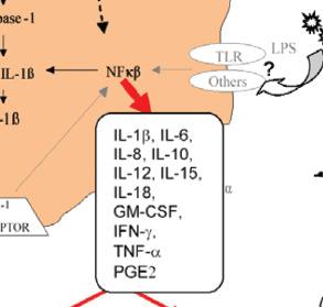 NFkβ pathway induction of TNF-α, IL-1β, IL-6, and PGE2 Vermes J Bone Joint Surg Am 2001 1.