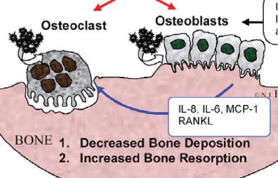 into functional osteoblasts) Inhibition of collagen synthesis Induction of apoptosis 2.