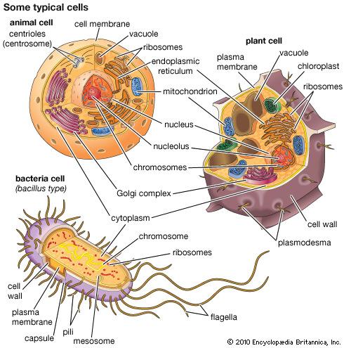 The Cell Biology