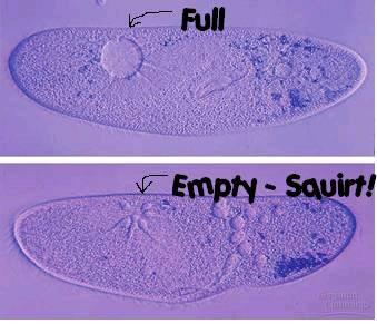 cells contain one or more Animal cells have small ones Plant cells typically have one