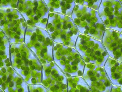 plastid Site of photosynthesis Contains Stroma