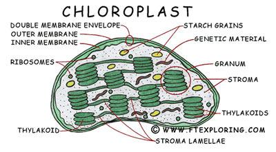 sacks) Chloroplasts Thylakoids contain a