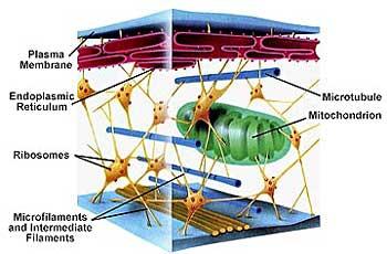 Internal protein network of