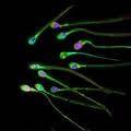 Functions To produce spermatazoa Spermatogonial stem cells Sertoli (nurse) cells To produce male